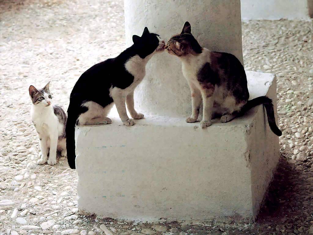 Gatti (166)